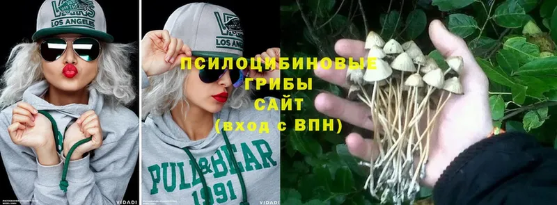 Галлюциногенные грибы Psilocybine cubensis  Уфа 